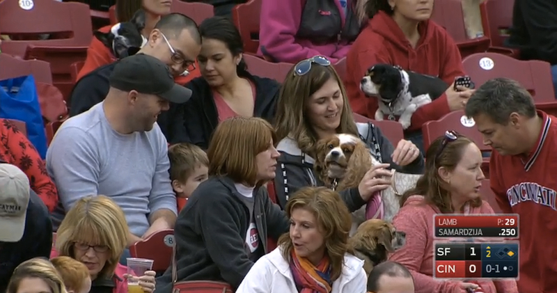 Illustration for article titled Six Good Dogs At The Reds Game